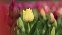 Tulpen Flower