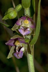 Breitbl&auml;ttrige Stendelwurz (Epipactis helleborine subsp.helleborine)