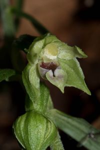 Schmallippige St&auml;ndelwurz(Epipactis leptochila subsp. leptochila)
