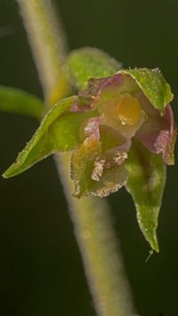 Kleinbl&auml;ttrigen Stendelwurz (Epipactis microphylla)