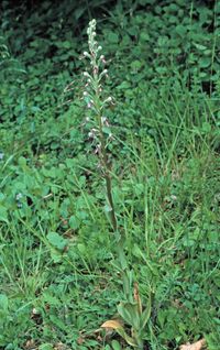 Adria-Riemenzunge (Himantoglossum adriaticum)