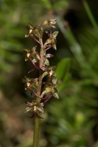 Kleines Zweiblatt (Neottia cordata)