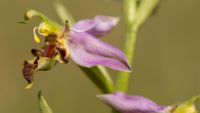 Ophrys apifera var. curviflora
