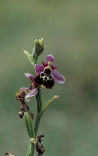 Sp&auml;tbl&uuml;hende Hummel-Ragwurz (Ophrys elatior)