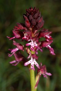 Sp&auml;tbl&uuml;hendes Brand-Knabenkraut (Orchis ustulata . ssp. aestivalis)