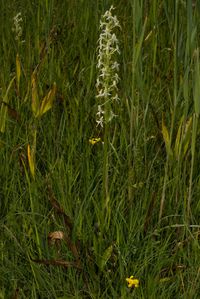Zweibl&auml;ttrige Waldhyazinthe (Platanthera bifolia)