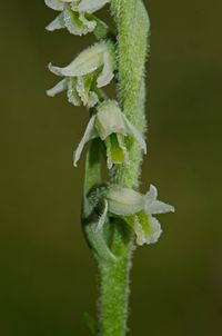Herbst-Drehwurz (Spiranthes spiralis)