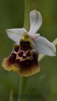 -Hummel-Ragwurz (Ophrys holoserica)
