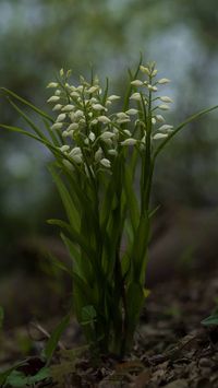 Langbl&auml;ttriges Waldv&ouml;glein (Cephalanthera longifolia)