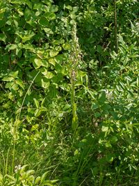 Adria-Riemenzunge (Himantoglossum adriaticum)