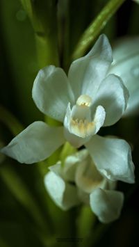 Langbl&auml;ttriges Waldv&ouml;glein (Cephalanthera longifolia)