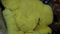 Wei&szlig;gelbes Netzpolster (Ceratiomyxa fruticulosa var. porioides)