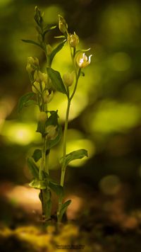 Wei&szlig;es Waldv&ouml;glein (Cephalanthera damasonium)