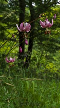 T&uuml;rkenbundlilie (Lilium martagon)