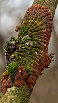 Trollhand (Hypocreopsis lichenoides)